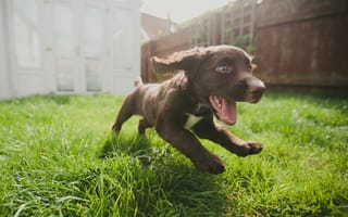 Картинка Маленький веселый щенок бежит по траве