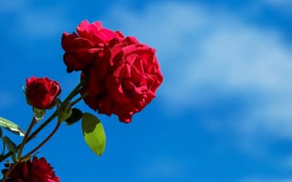 Обои Красные розы с бутонами на фоне голубого неба