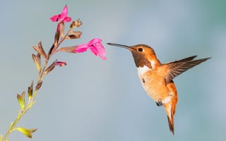 Картинка Маленькая птица колибри собирает нектар на розовом цветке