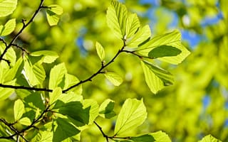Обои Молодые зеленые листья на ветке дерева в лучах солнца