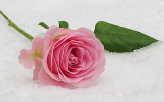 Картинка Нежный розовый цветок розы на снегу