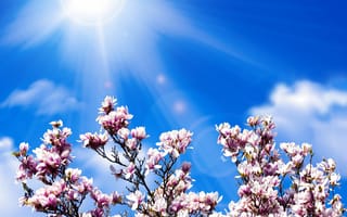 Обои Розовые цветы магнолии на фоне голубого неба в лучах солнца