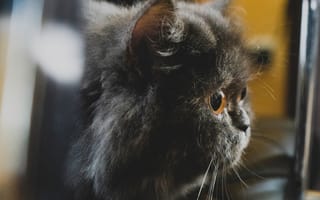 Картинка Большой пушистый черный кот с желтыми глазами