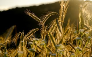 Картинка Зеленые колосья пшеницы в лучах солнца