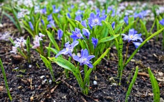 Картинка Синие маленькие цветы пролесок на холодной земле весной