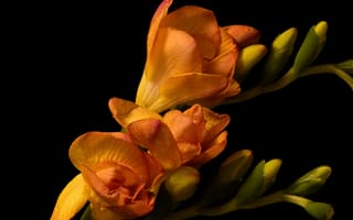 Картинка Оранжевые цветы Фрезия с бутонами на черном фоне