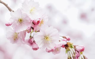 Картинка Розовые новые весенние цветы с бутонами на дереве