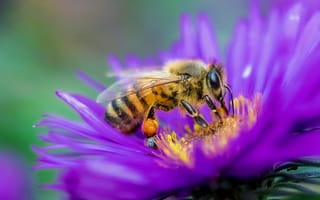 Картинка Пчела сидит на цветке астры крупным планом