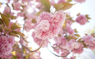 Картинка Розовые пышные цветы на ветке дерева весной