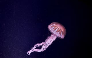 Картинка Розовая медуза в синей воде