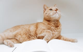 Картинка Рыжий кот с книгой на сером фоне