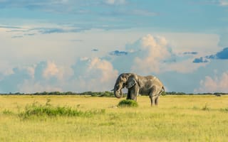 Картинка Большой серый слон идет по зеленой траве