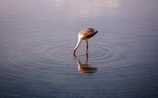 Картинка Птица опустила голову в воду озера