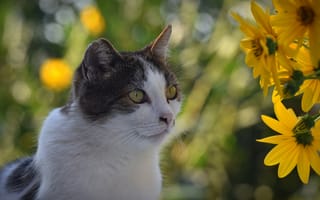Картинка Кот сидит у желтых цветов