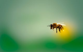 Картинка Пчела в летит на зеленом фоне