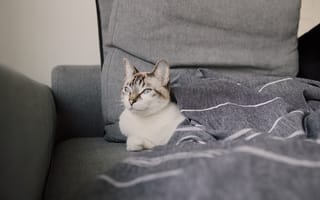 Картинка Красивая голубоглазая кошка лежит под одеялом