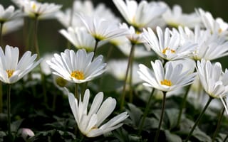 Картинка Белые цветы остеоспермум на клумбе