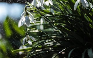 Картинка Белые подснежники под дождем