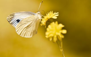 Картинка Бабочка сидит на желтом цветке