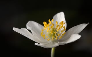 Картинка Белый цветок анемона на черном фоне