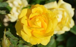 Картинка Желтые розы крупным планом на клумбе