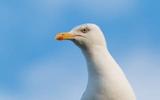 Картинка Голова белой чайки на фоне голубого неба