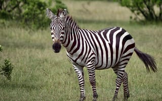 Обои Черно-белая полосатая зебра в зеленой траве