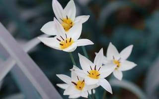 Обои Мелкие белые цветы дикого тюльпана
