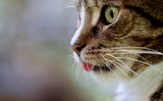 Картинка Морда кота с высунутым языком