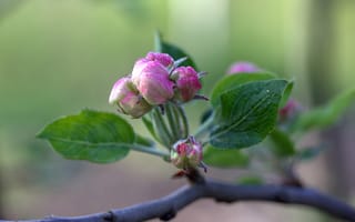 Обои Розовый цветок распускается на ветке яблони