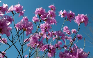 Обои Розовые цветы азалия на ветках дерева на фоне голубого неба