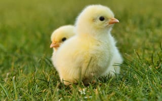 Картинка Два маленьких желтых цыпленка в зеленой траве
