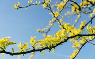 Картинка Желтые листья акации на дереве весной