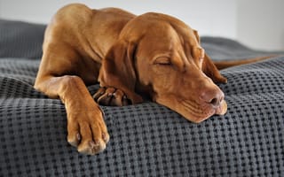 Картинка Коричневый пес спит на кровати