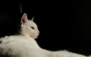Картинка Красивая голубоглазая кошка на черном фоне
