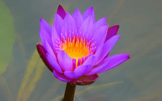 Картинка Красивый сиреневый цветок лотоса в воде