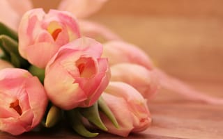Картинка Нежные весенние розовые тюльпаны