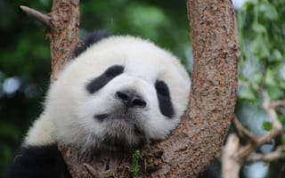 Картинка Милая панда спит на дереве