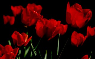 Картинка Яркие алые весенние тюльпаны на черном фоне
