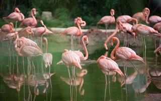 Обои Много розовых фламинго в воде в зоопарке
