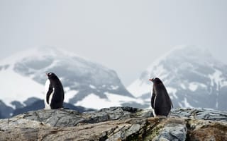 Картинка Два пингвина на камнях на фоне заснеженных гор