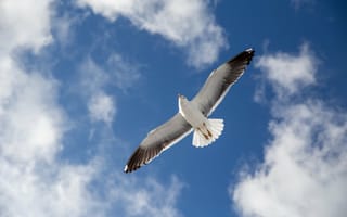 Картинка Большая серая чайка в голубом небе