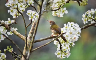 Картинка Маленький дрозд сидит на цветущей вишне