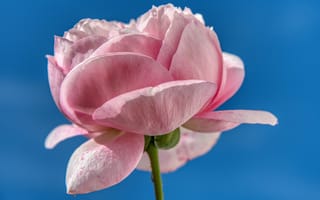 Картинка Лепестки розовой розы на фоне голубого неба