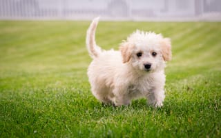 Картинка Маленький белый пушистый щенок на зеленом газоне