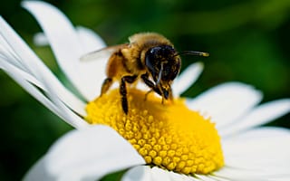 Картинка Большая пчела сидит на белом цветке ромашки