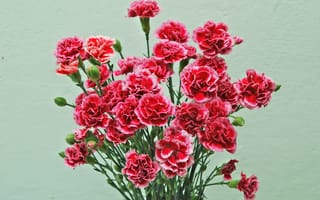 Картинка Букет розовых цветов гвоздики на сером фоне