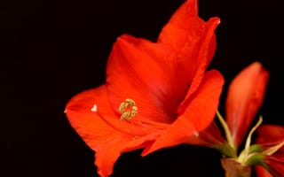 Картинка Красный цветок амариллиса на черном фоне