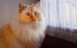 Картинка Пушистая голубоглазая кошка сидит у окна