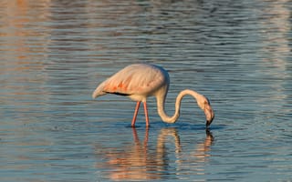 Обои Розовый фламинго с длинным клювом в воде